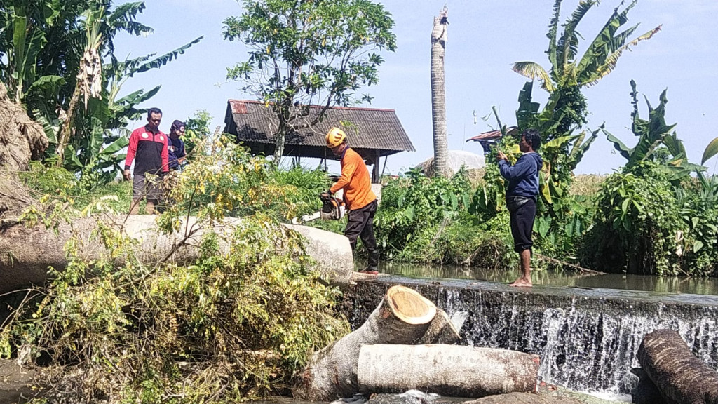 Pohon Tumbang di Banjar Anyar, Kelurahan Kerobokan, Kecamatan Kuta Utara Tanggal 14 Januari 2023